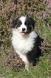 BERGER AUSTRALIEN PUPPIES 003